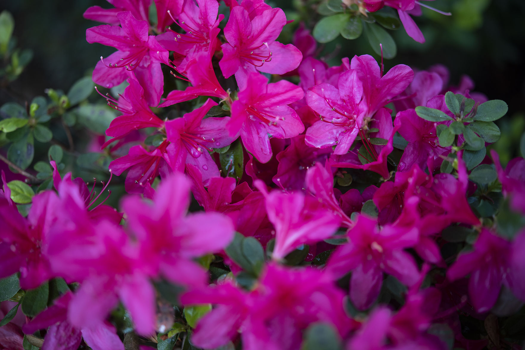 20190323_local_Azalea_Trail_08web.jpg